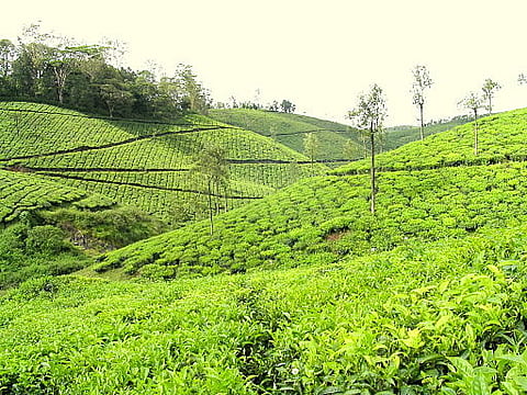 Kerala plantation workers' agitations hit the roads, highway blocked