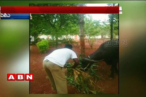 Telangana DSP makes Home Guards feed cattle, wash dishes: Inquiry ordered
