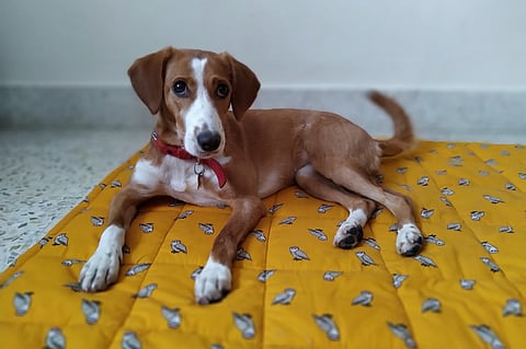 Anjana Balakrishnan's dog