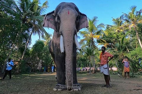 Ban on violent celebrity tusker from Thrissur Pooram sparks political fight in Kerala