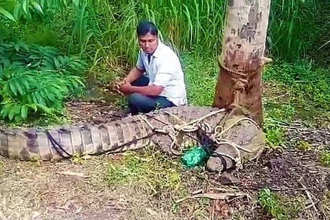 Terrified Karnataka villagers tie crocodile to a tree, forest officials turn up many hours later
