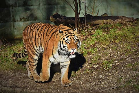 A tiger walking on grass in the wild