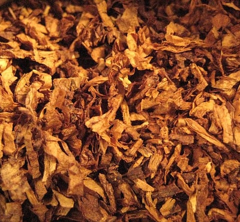 tobacco chewable Tennessee Chew | Products Blanket ban on chewable tobacco