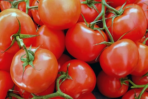 Rising tomato prices in Bengaluru pinch pockets of consumers, rates may go down