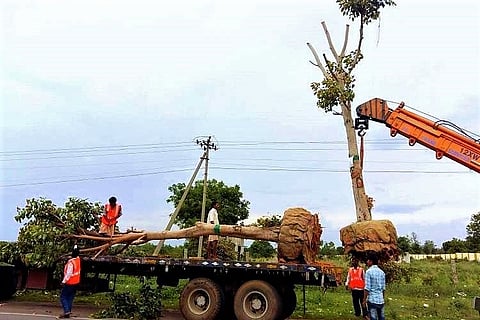 People power: Hyd panchayat and residents to translocate 100 trees facing axe for flyover