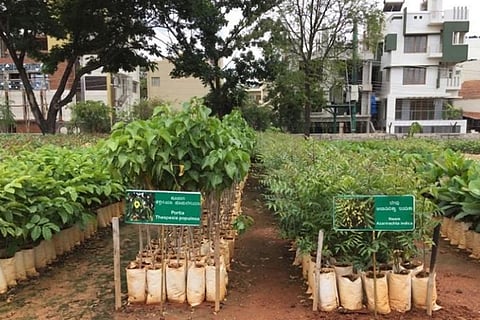 Line of saplings waiting to be planted