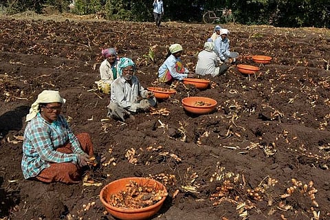 The turmeric farmers in the field