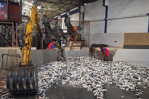 After crash in sardine catch, India takes measures to make fishing sustainable