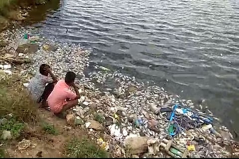 Constant dumping of waste killed hundreds of fish in Coimbatore tank 