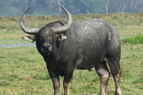 Wild Buffalo