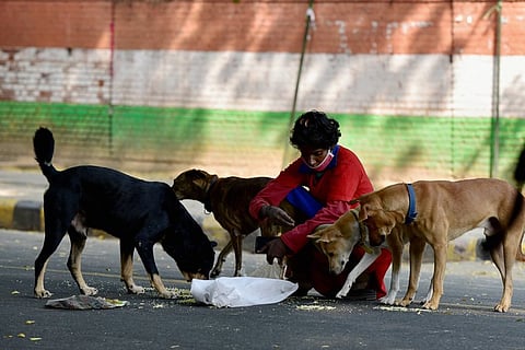 File photo of a woman feeding stray dogs in India