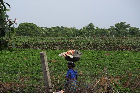 A woman farmer at the field 