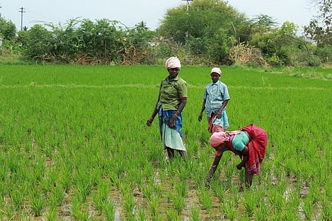 ‘Every year our woes increase’: Women labourers worst hit as agrarian crisis plagues TN