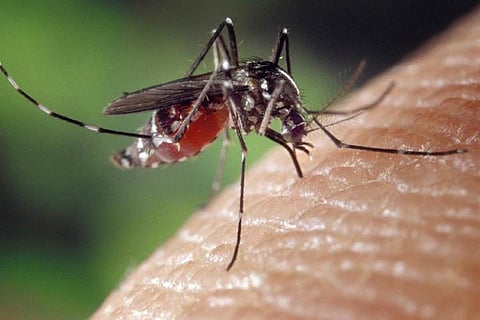 Mosquito 