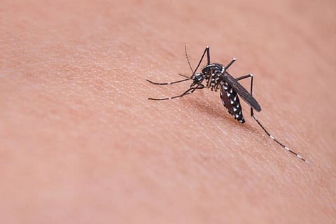 Zika virus rep image