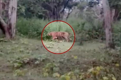 Tiger-23 caught on camera 