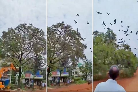 Kerala Forest Dept books driver for killing birds while tree felling, NHAI gets notice