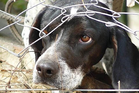 Animal picture
