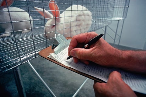 Indian government bans import of animal-tested cosmetics