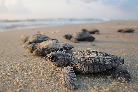 Vizag celebrates World Wildlife Day, 100 Olive Ridley turtles released into sea at RK Beach 