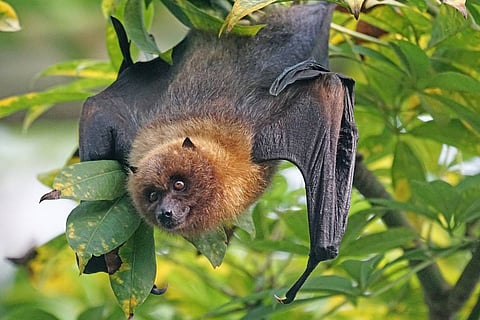 Flying foxes bats