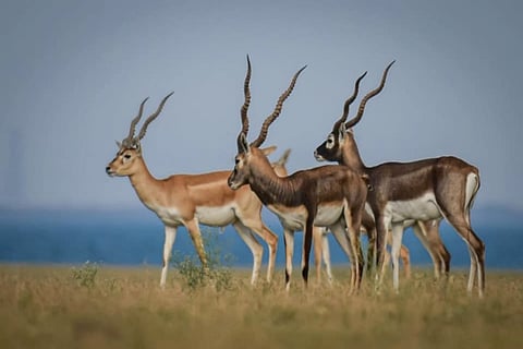 Wildlife 