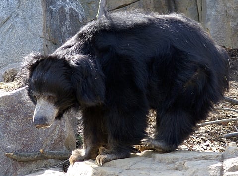 Wild bear 