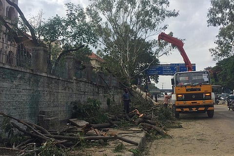 Despite court directive, BBMP allows trees to be chopped for metro construction