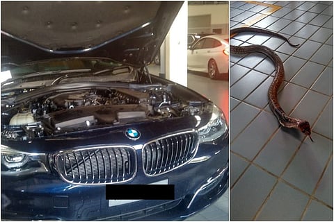 Watch: 6-foot cobra sneaks into BMW, TN businessmen spooked