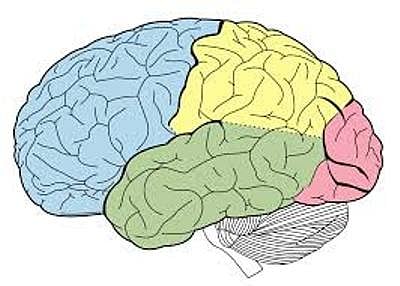 Man lives on to 88 despite missing "channel" in the brain 