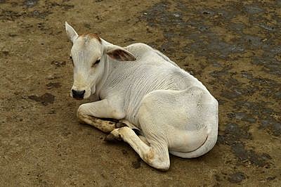 Whose calf is it anyway? 