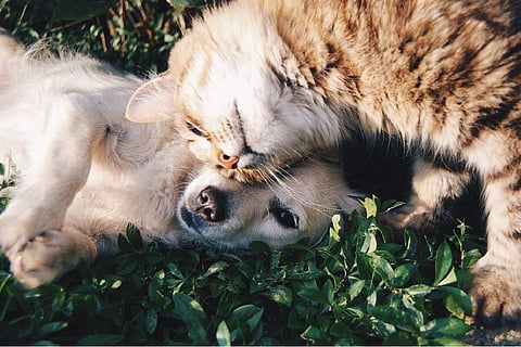 A dog and a cat