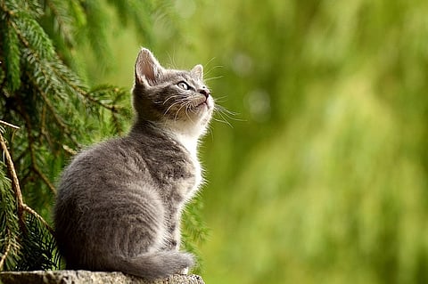 Cat got your money: To catch 30 cats in Raj Bhavan, BBMP to spend Rs 1 lakh