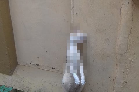Pregnant cat found hanged to death, Kerala police register FIR