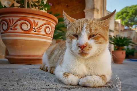 Answering the question that won me the Ig Nobel prize: Are cats liquid?