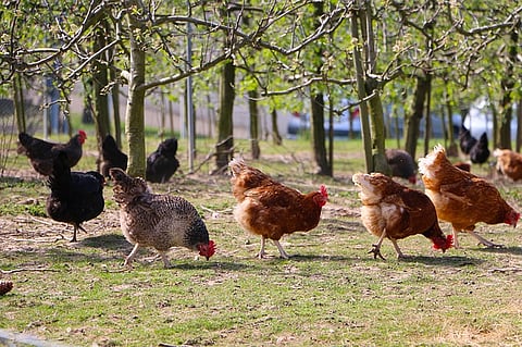 Is 'chicken bomb' next in Islamic State's weaponry?