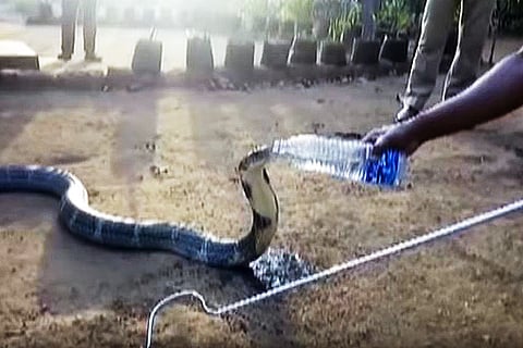 Real story behind a King Cobra from Karnataka drinking water from a water bottle