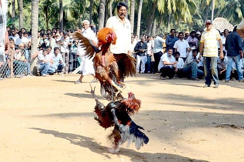 Defying SC order, cockfights held at several places in Andhra