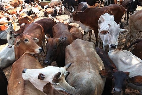 Probe against Bajrang Dal members for allegedly attacking Dalits over eating beef in K'taka
