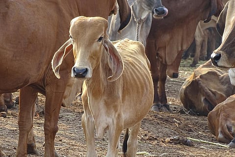 Cow