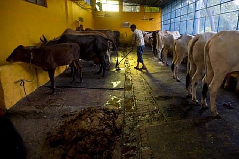 Make cow the national animal, increase punishment for slaughter: Rajasthan HC recommends