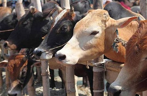 ‘Declare Cow as the national animal’: Hindu Dharma Sansad at Udupi urges Centre