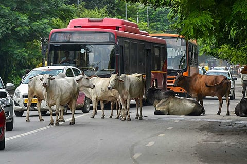 Cows on a road