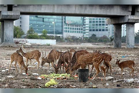 Seen the photos of deer eating garbage in Chennai? Here's the story behind it