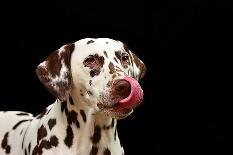Chocolate can kill: What you shouldn't be feeding your pet this festive season