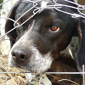 Toddler attacked by dogs in Bangalore