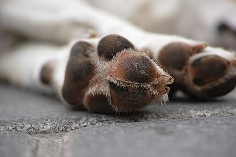 After two of his chickens were found dead, Vellore farmer allegedly kills 39 stray dogs with poison