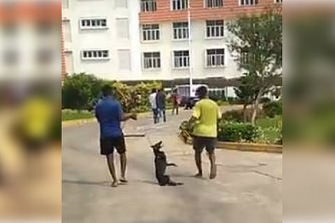 Video: Dog strangled and dragged out from VIT’s Chennai campus triggers horror