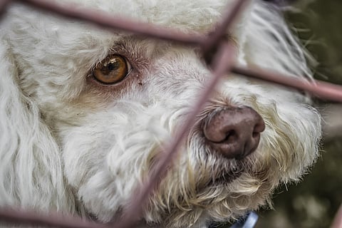 Animal cruelty isn’t childish or funny, it could be a sign of mental illness, say experts