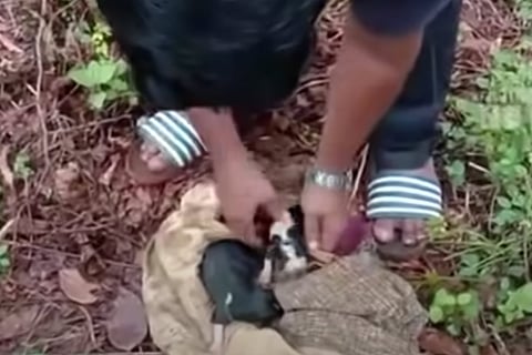 Rescued pups
